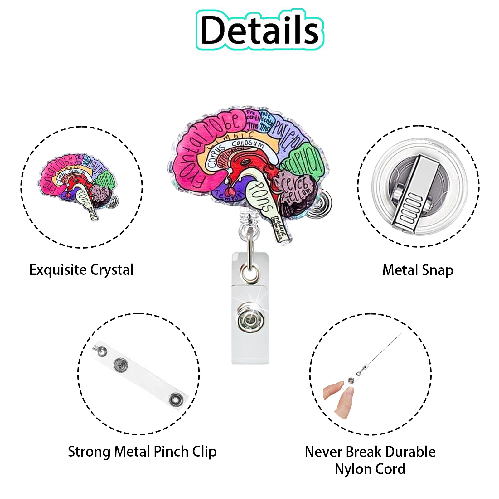 Acrylic Heart Lung Brain Kidne - đánh giá và giá Xray Tech Accessories